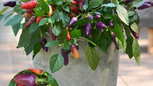 Paprika yra populiarus sodininkų ir ūkininkų augalas dėl savo universalumo gaminant maistą ir galimybės gauti didelį derlių