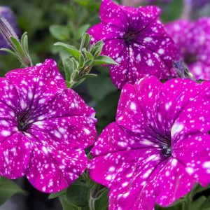 Petunija (Petunia) - gėlynuose ir vazonuose yra vienos populiariausių sodo gėlių. Jos gausiai žydi, o jų galima rasti įvairių spalvų.