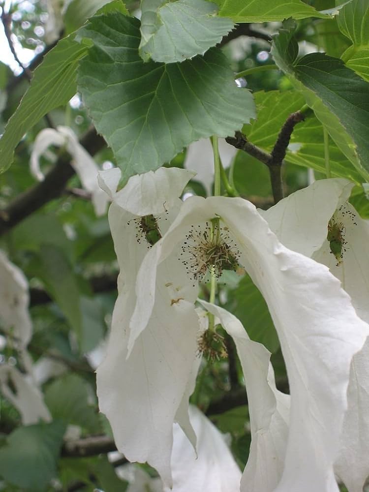 Puošnusis skepetenis medžiai, vertinami dėl unikalių ir gražių žiedų, vėjyje primenančių plazdančias baltas nosinaites.