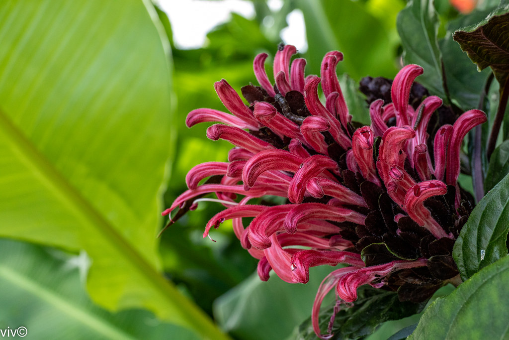 Raudonoji justicija yra tropinis žydintis augalas, kuris tampa vis populiaresnis dėl ryškaus ir spalvingo žydėjimo.