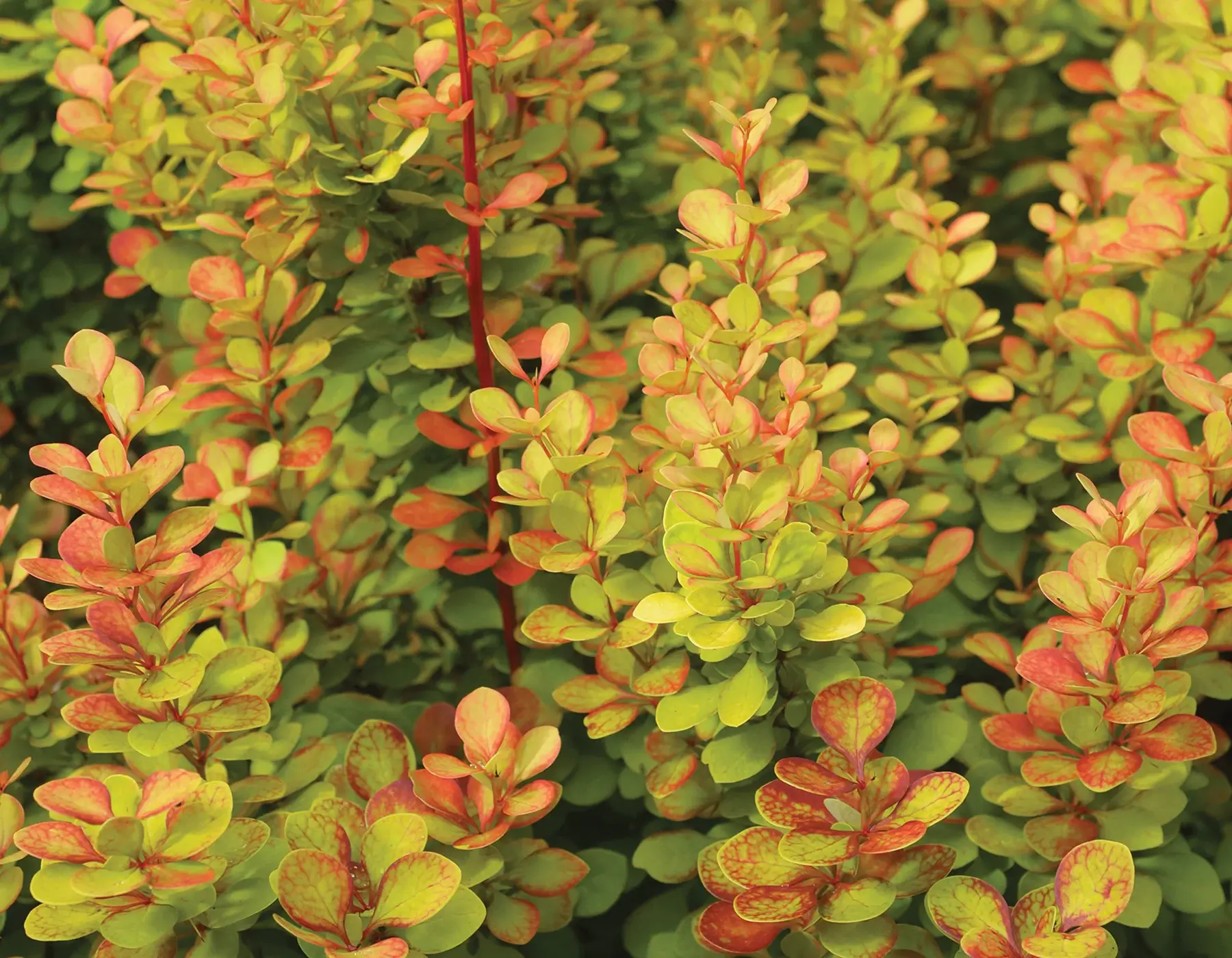 Raugerškis (Berberis) - tvirtas augalas, galintis užaugti iki 2 m aukščio, kurio lapai rudenį nusidažo gražiomis spalvomis