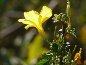 Reinwardtia - nuostabus augalas, galintis suteikti elegancijos bet kuriam sodui.
