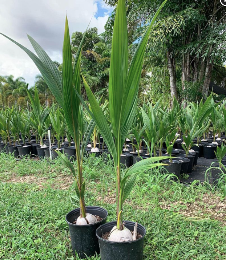 Kokosmedis, dar vadinamas Riešutine kokospalme, yra ikoniškas atogrąžų simbolis. Šie medžiai ne tik gražūs, bet ir teikia daugybę naudingų produktų