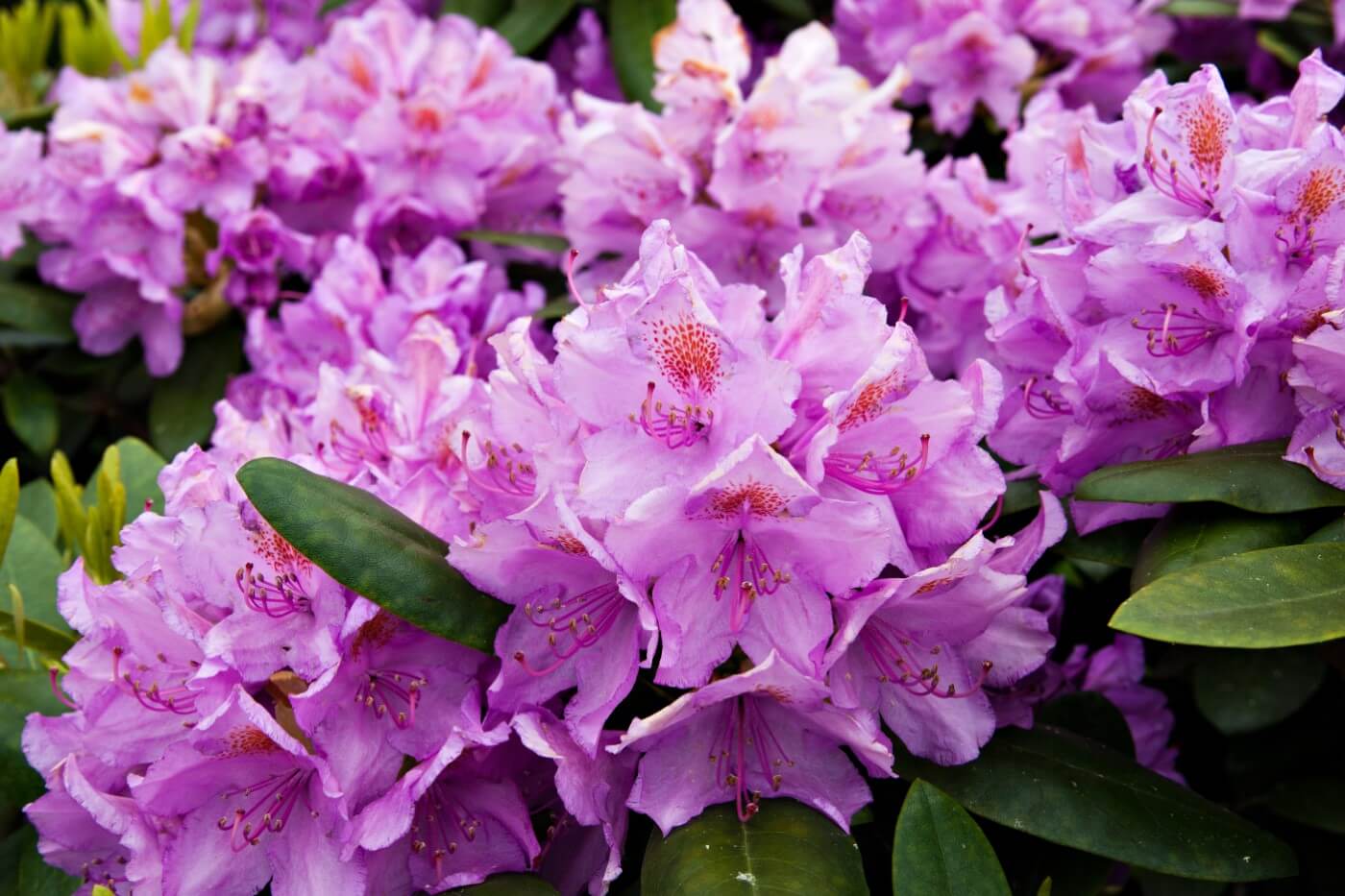 Rododendras (Rhododendron) - genčiai priklauso daugiau kaip 1 000 rūšių ir daugiau kaip 25 000 veislių bei hibridų.