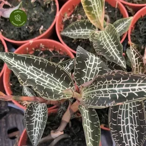 Orchidėjos garsėja savo elegancija ir grožiu. Dėl ryškių spalvų ir unikalių formų jos yra populiarus augalų entuziastų pasirinkimas.