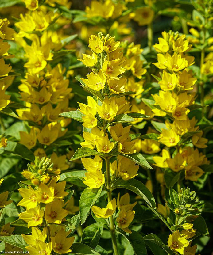 Šilingė, dar vadinama Loosestrife, yra populiarus sodininkų augalas dėl gražių ir ryškių žiedų, lengvo augimo ir nedidelių priežiūros reikalavimų