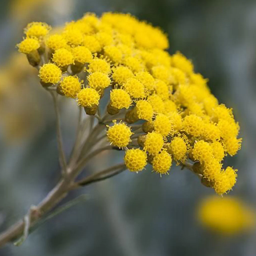 Šlamutis, dar žinomas kaip šiaudinė gėlė, yra gražus augalas, populiarus tarp sodo entuziastų.