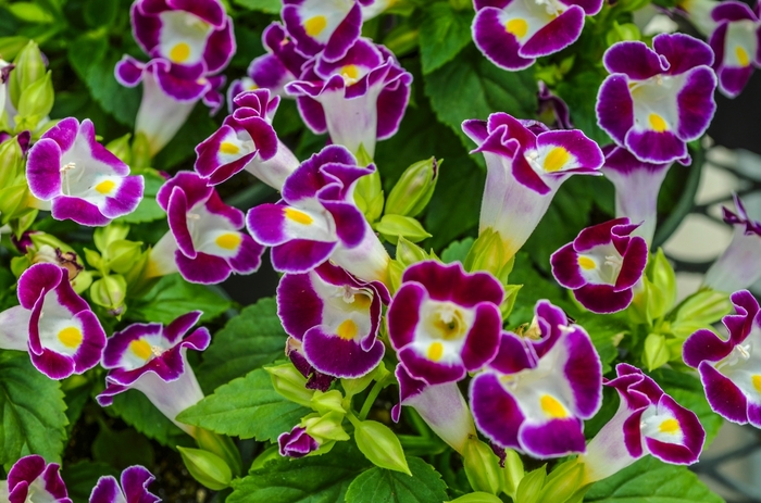 Torenija, yra populiarus augalas, kuris žavisi savo gražiomis ir ryškiomis spalvomis.