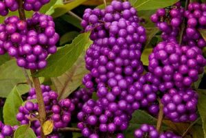 Vaisuolė, paprastai vadinama gražuole, yra nuostabus krūmas, kilęs iš Šiaurės Amerikos. Unikalios violetinės spalvos uogos ir ryški lapija puošia bet kurį sodą.