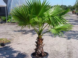 Vašingtonijos palmės yra populiarus namų savininkų ir kraštovaizdžio dizainerių pasirinkimas dėl savo aukštos ir didingos išvaizdos.