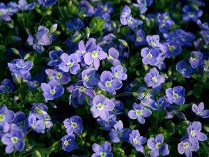 Veronika (Speedwell) - žemaūgis daugiametis žemės dangos augalas, žydintis baltais ir mėlynais žiedais.