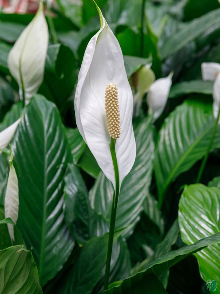 Vėzdūnė, paprastai vadinama taikos lelija, tapo vienu populiariausių kambarinių augalų visame pasaulyje