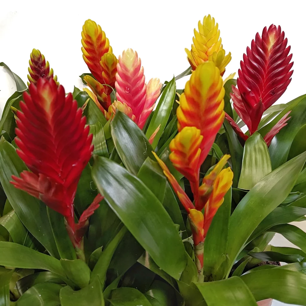 Vriezija augalai yra populiarūs kambariniai augalai dėl savo unikalios ir stulbinančios išvaizdos, galinčios suteikti tropinės elegancijos bet kokiems namams.
