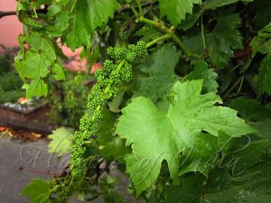 Vynuogių auginimas yra naudingas užsiėmimas, kuris gali suteikti ne tik gražų kraštovaizdį, bet ir skanų vyną.