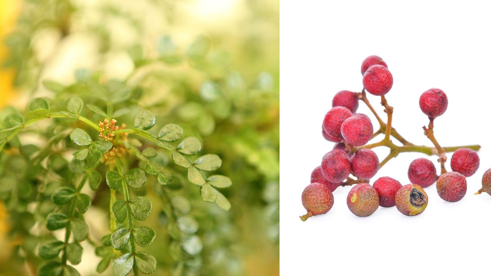 Apie pipirinės uosrūtės (Zanthoxylum piperitum) auginimą. Sužinokite, kaip sodinti, prižiūrėti ir apsaugoti šį krūmą Lietuvos žiemomis.