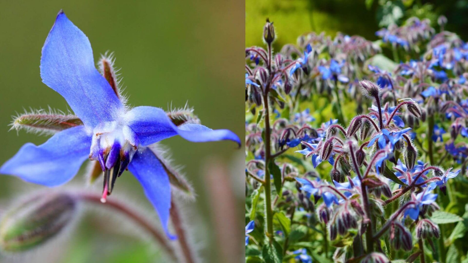 Sužinokite viską apie vaistinę agurklę (Borago officinalis). Praktiški patarimai kaip ją auginti, kokią naudą ji teikia ir kur ją panaudoti.