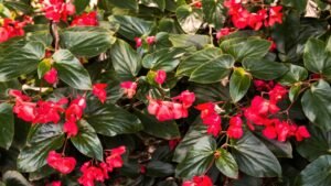 Begonijų (Begonia) paruošimas žiemai ir auginimo paslaptys