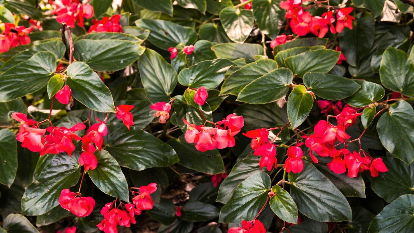 Begonijų (Begonia) paruošimas žiemai ir auginimo paslaptys