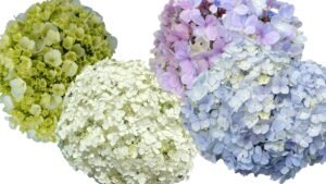 Hortenzijų (Hydrangea) sodinimas rudenį - kada ir kaip sodinti