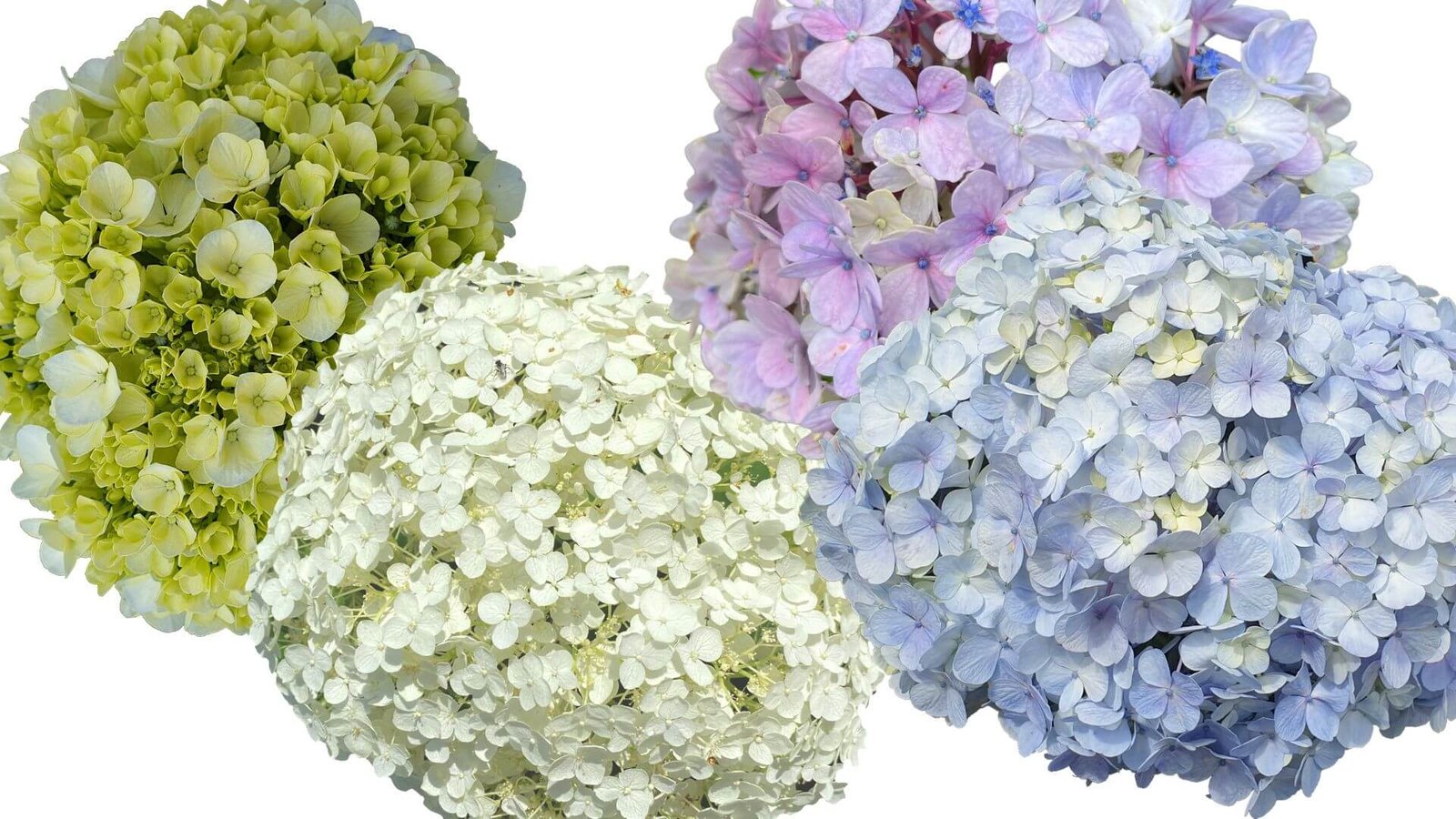 Hortenzijų (Hydrangea) sodinimas rudenį - kada ir kaip sodinti