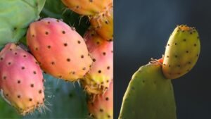 Opuncija (lot. Opuntia) - kaktusas valgomaisiais vaisiais