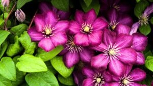 Raganės (Clematis) paruošimas žiemai, genėjimas ir priežiūra