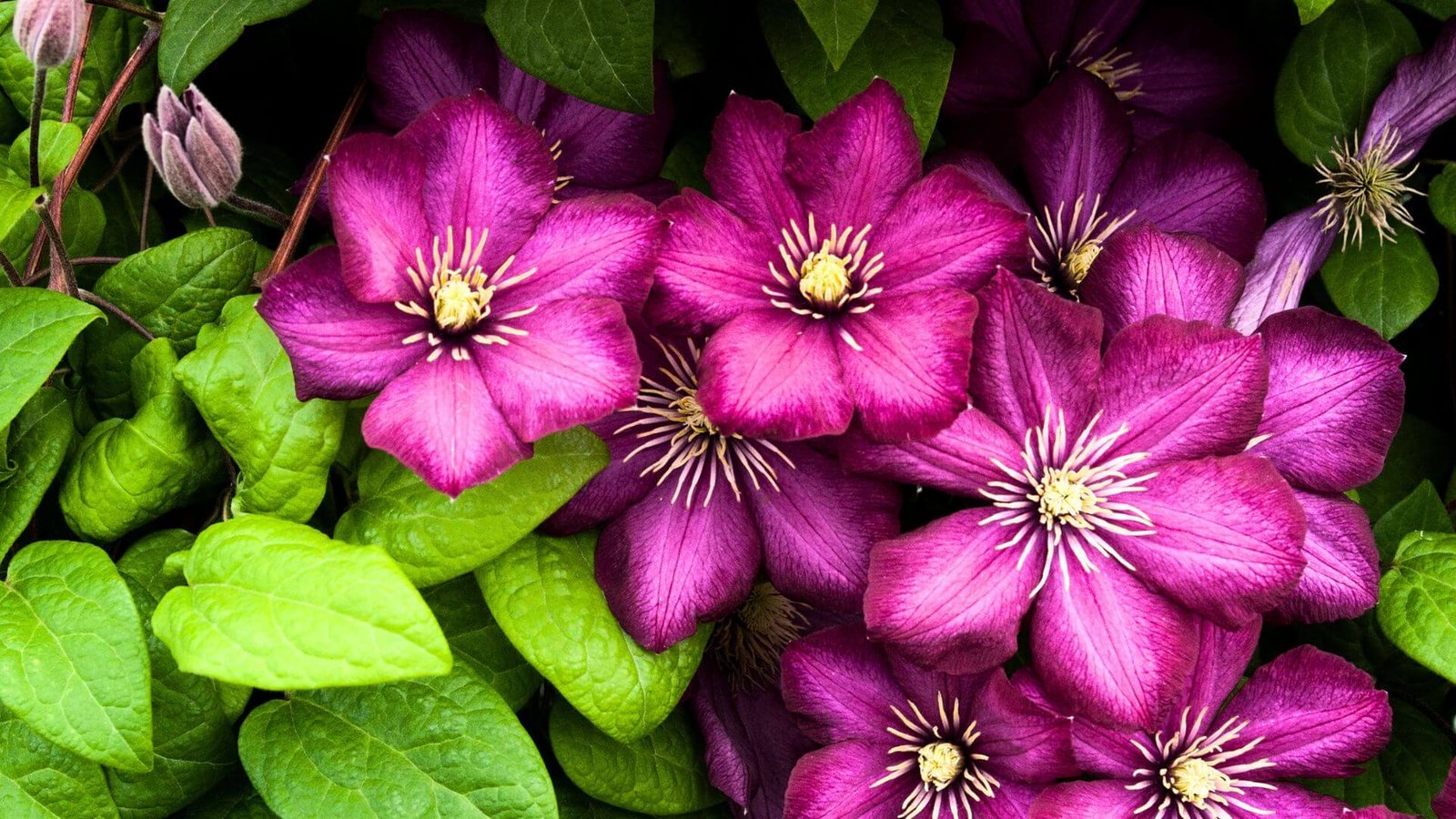 Raganės (Clematis) paruošimas žiemai, genėjimas ir priežiūra