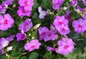 Impatiens sultani Hook